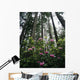 USA, Rhododendrons And Coast Redwoods In Fog Wall Mural