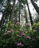 USA, Rhododendrons And Coast Redwoods In Fog Wall Mural