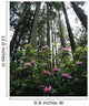 USA, Rhododendrons And Coast Redwoods In Fog Wall Mural