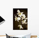 Hawaii, Kauai, White Orchid Wall Mural