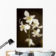 Hawaii, Kauai, White Orchid Wall Mural