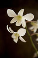 Hawaii, Kauai, White Orchid Wall Mural