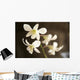 Hawaii, Kauai, White Orchid Wall Mural