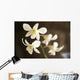 Hawaii, Kauai, White Orchid Wall Mural