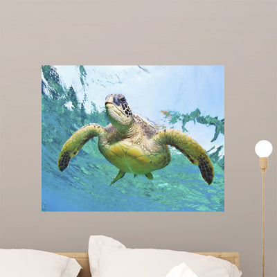 Hawaii Green Sea Turtle Wall Mural shown on a wall