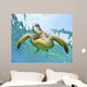 Hawaii, Green Sea Turtle An Endangered Species Wall Mural
