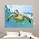 Hawaii, Green Sea Turtle An Endangered Species Wall Mural