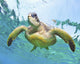 Hawaii, Green Sea Turtle An Endangered Species Wall Mural