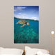 Hawaii, Green Sea Turtle An Endangered Species Wall Mural