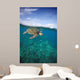 Hawaii, Green Sea Turtle An Endangered Species Wall Mural