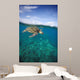 Hawaii, Green Sea Turtle An Endangered Species Wall Mural