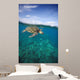 Hawaii, Green Sea Turtle An Endangered Species Wall Mural