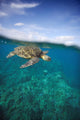 Hawaii, Green Sea Turtle An Endangered Species Wall Mural