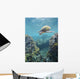 Hawaii, Green Sea Turtle An Endangered Species Wall Mural