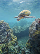 Hawaii, Green Sea Turtle An Endangered Species Wall Mural