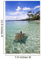 Hawaii, Green Sea Turtle An Endangered Species Wall Mural