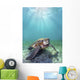 Hawaii, Green Sea Turtle An Endangered Species Wall Mural