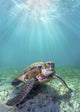 Hawaii, Green Sea Turtle An Endangered Species Wall Mural