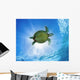Hawaii, Green Sea Turtle An Endangered Species Wall Mural