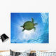 Hawaii, Green Sea Turtle An Endangered Species Wall Mural
