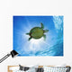 Hawaii, Green Sea Turtle An Endangered Species Wall Mural