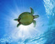 Hawaii, Green Sea Turtle An Endangered Species Wall Mural