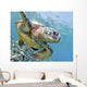 Hawaii, Green Sea Turtle An Endangered Species Wall Mural