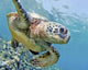 Hawaii, Green Sea Turtle An Endangered Species Wall Mural