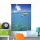 Hawaii, Green Sea Turtle An Endangered Species Wall Mural