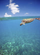 Hawaii, Green Sea Turtle An Endangered Species Wall Mural