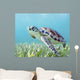 Hawaii, Green Sea Turtle An Endangered Species Wall Mural