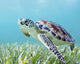 Hawaii, Green Sea Turtle An Endangered Species Wall Mural