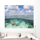 Hawaii, Green Sea Turtle An Endangered Species Wall Mural