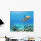 Hawaii, Green Sea Turtle An Endangered Species Wall Mural