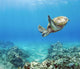 Hawaii, Green Sea Turtle An Endangered Species Wall Mural