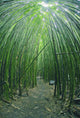 Hawaii, Maui, Bamboo Forest Wall Mural