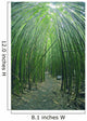 Hawaii, Maui, Bamboo Forest Wall Mural