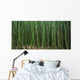 Hawaii, Maui, Bamboo Forest Wall Mural