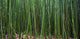 Hawaii, Maui, Bamboo Forest Wall Mural