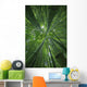 Hawaii, Maui, Bamboo Forest Wall Mural