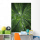 Hawaii, Maui, Bamboo Forest Wall Mural