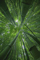 Hawaii, Maui, Bamboo Forest Wall Mural