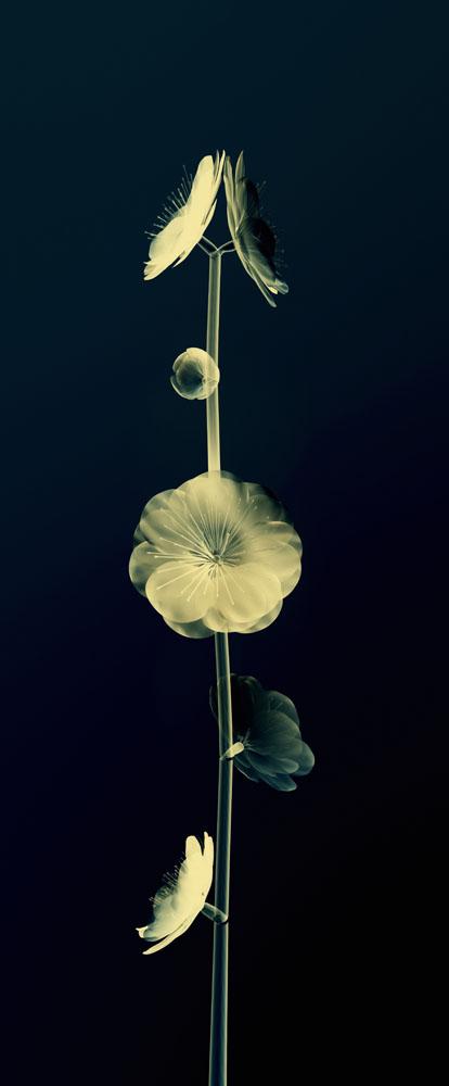 Sheer Representation Of Flowers And Stem On Black Background Wall Mural