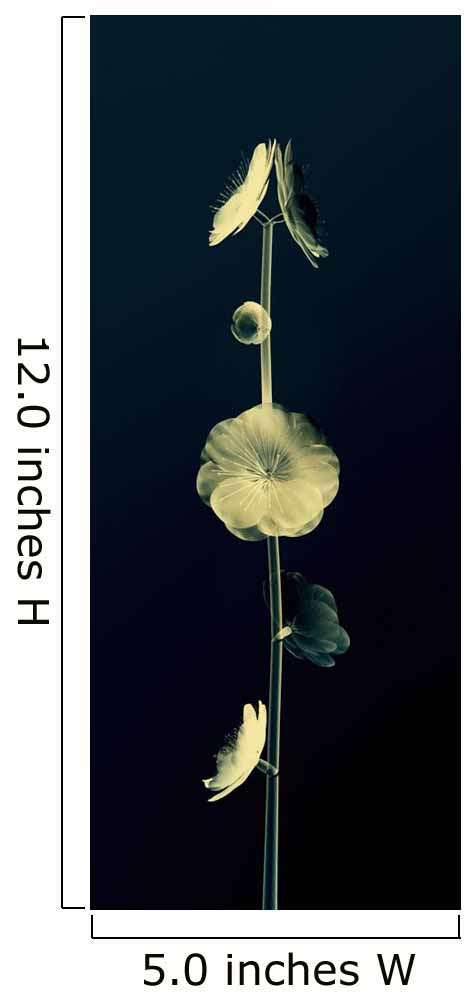 Sheer Representation Of Flowers And Stem On Black Background Wall Mural