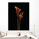 Botanical Study 5, Sheer Representation Of Flowers On Black Background Wall Mural
