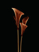 Botanical Study 5, Sheer Representation Of Flowers On Black Background Wall Mural