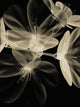Botanical Study 4, Sheer Representation Of Flowers On Black Background Wall Mural