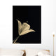 Botanical Study 3, Sheer Representation Of Flower On Black Background Wall Mural