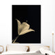 Botanical Study 3, Sheer Representation Of Flower On Black Background Wall Mural