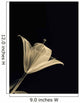 Botanical Study 3, Sheer Representation Of Flower On Black Background Wall Mural